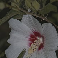 Гибискус сирийский :: Giant Tao /