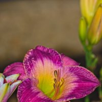 Лилейник :: Giant Tao /