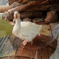 зоопарк кудрявый гусь :: Елена Шаламова зоопарк кудрявый гусь :: Елена Шаламова