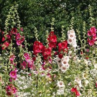 Мальва :: Рита Симонова