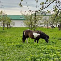 Яблоневый сад усадьбы Ясная Поляна :: ИРЭН@ .