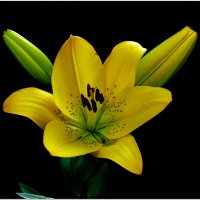 ЛИЛИЯ... :: Elvira E. ЛИЛИЯ... :: Elvira E.