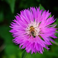 ...моя пррелесть....)) :: Александр Герасенков