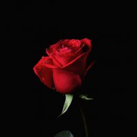 Роза :: Александр ...