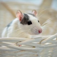 Мышь :: Александр Бочериков