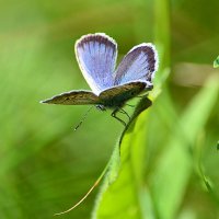 Бабочка голубяночка :: Геннадий Супрун Бабочка голубяночка :: Геннадий Супрун