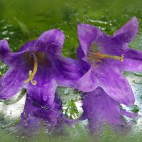 Этюды июля... :: Андрей Заломленков