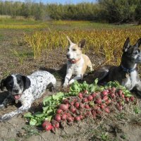 Насобирали :: Anna Ivanova