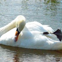 Водные процедуры... :: Дмитрий