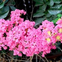 Ветка Индийской сирени. :: Валерьян 