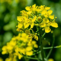 Горчица :: Светлана SvetNika17