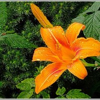 Вот и дождичек прошел. :: Владимир Попов Вот и дождичек прошел. :: Владимир Попов