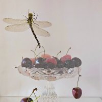 Летнее настроение. :: Галина Левина