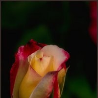 *** :: Сергей Литвинов