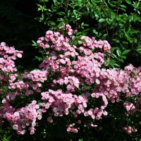 Розы :: Александр Конов