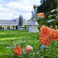 Розы на природе :: Александр Конов Розы на природе :: Александр Конов