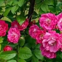 В розарии :: Ольга В розарии :: Ольга