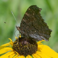 *** :: Виктор Иванович Чернюк