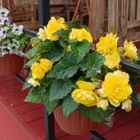 городские цветы :: Галина R...