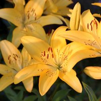 Лилии, вновь лилии. :: Любовь Сахарова