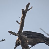 В буфете обьедкиии ,лечуууу :: Giant Tao /