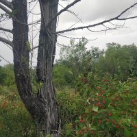 Июль :: Андрей Хлопонин