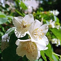 Цветы. :: Владимир Драгунский Цветы. :: Владимир Драгунский