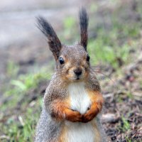 белка :: Laryan1 