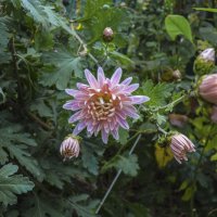 Хризантема :: Валентин Семчишин