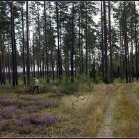 *** :: Aleksandr Gal