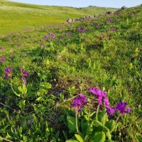 Альпийские луга плато Лагонаки :: Tata Wolf