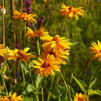 Доброе утро :: Юрий. Шмаков