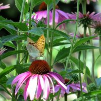 Фиолетовое утро ))) :: Natali 