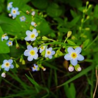 цветы детства незабудки :: Елена Шаламова цветы детства незабудки :: Елена Шаламова