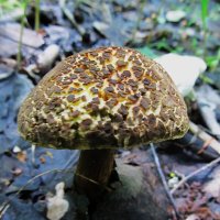 сезон моховиков :: Елена Шаламова