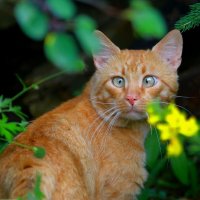 гость... :: Andrey Bragin 