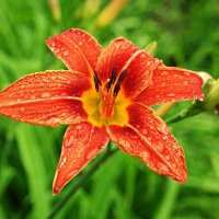 Лето цветущее.. :: Андрей Заломленков