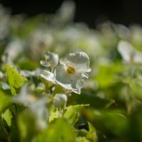 ___ :: Yuriy V ___ :: Yuriy V