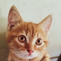 Кот :: Pavel Bamboleo