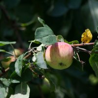 Яблочко, да на веточке)) :: Татьяна Евдокимова
