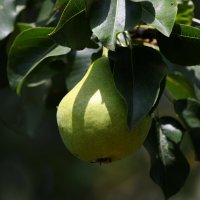 Груша :: Татьяна Евдокимова