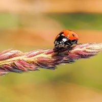 Божья коровка. Макро :: Владимир Колесников