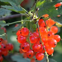 Ягодный сезон :: Татьяна Лютаева