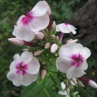 Флокс метельчатый Алёнушка :: Дмитрий Никитин Флокс метельчатый Алёнушка :: Дмитрий Никитин