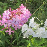 Флоксы розовые и белые :: Дмитрий Никитин Флоксы розовые и белые :: Дмитрий Никитин