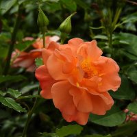 цветы :: ИННА ПОРОХОВА