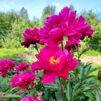 Лето,ах лето... :: Ирина 