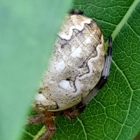 Паук под прикрытием . :: Мила Бовкун