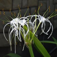 Гименокаллис :: Татьяна Машошина