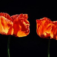 Маки в моём саду... :: Владимир Шошин Маки в моём саду... :: Владимир Шошин